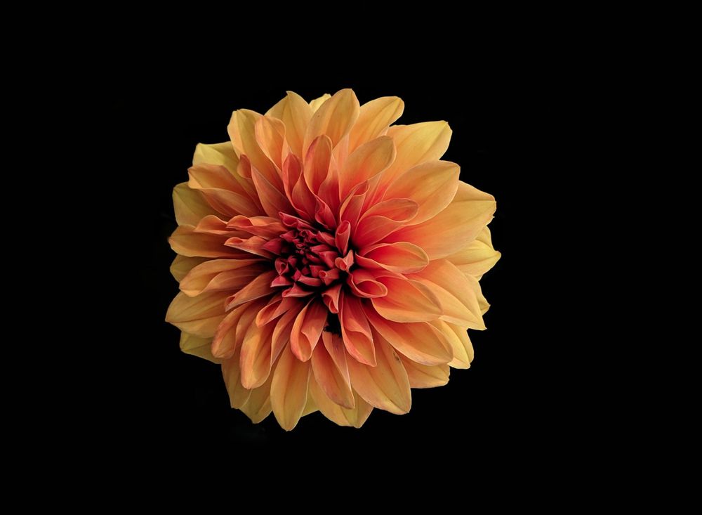 Autumn is a second spring when every leaf is a flower